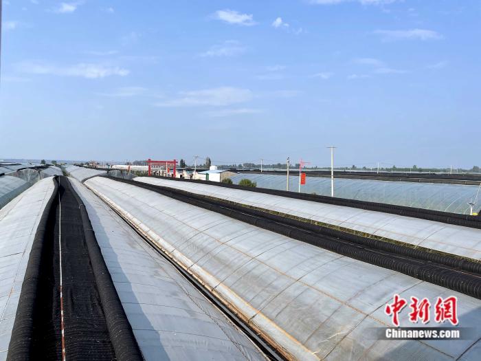 CQ9电子高质量发展调研行)盐碱地上创奇迹万亩冬枣田见证致富经(图2) CQ9电子高质量发展调研行)盐碱地上创奇迹万亩冬枣田见证致富经(图2)