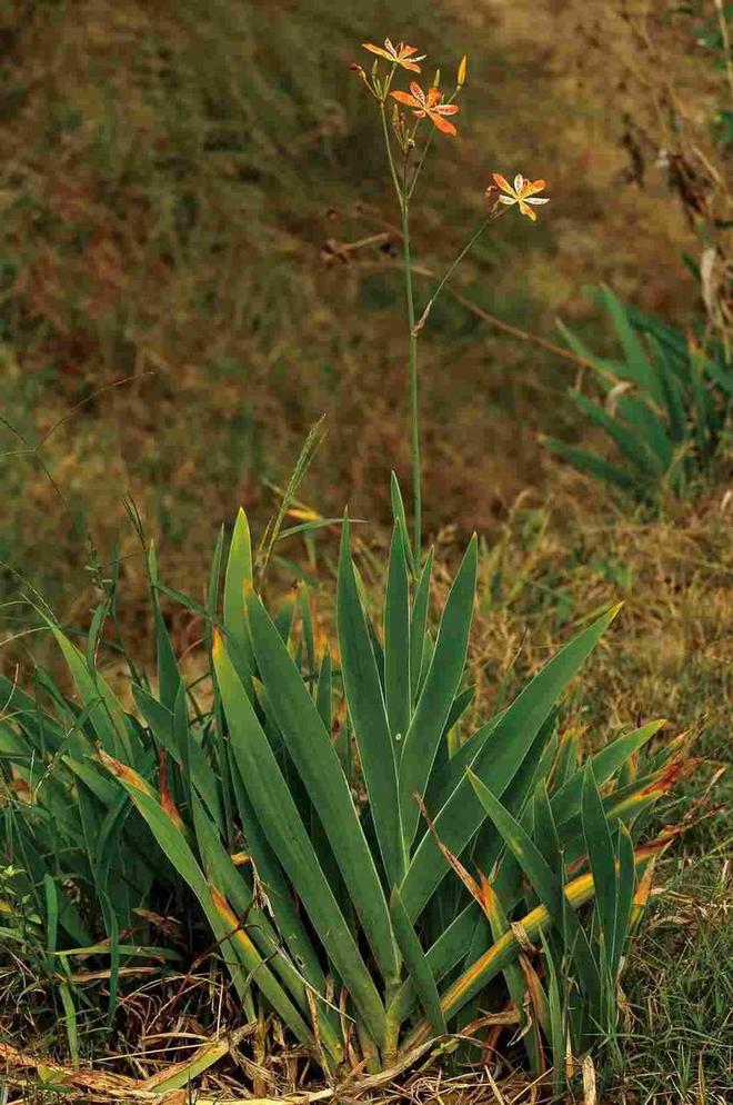 CQ9电子Autodesk AutoCAD如何下载安装？CAD三维计算机辅助设计软件(图2)