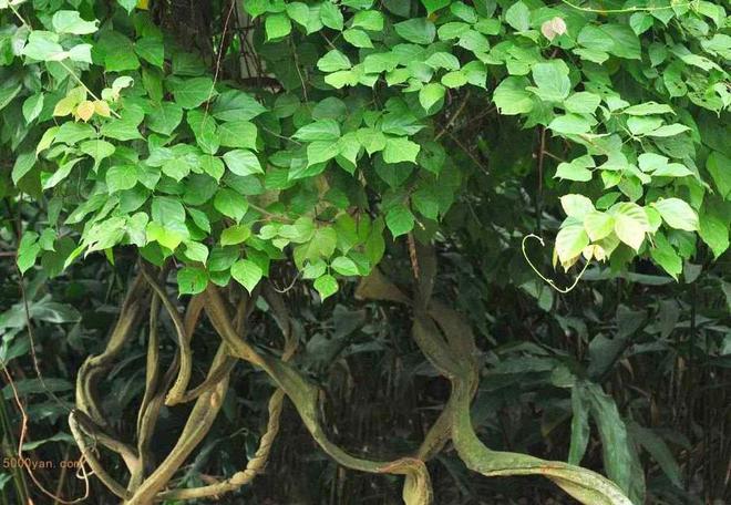 CQ9电子ideaiu下载安装;ideaiu Java开发工具必备软件!(图2) CQ9电子ideaiu下载安装;ideaiu Java开发工具必备软件!(图2)