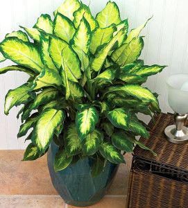 PS软件 Mac、win版下CQ9电子载Photoshop让您的设计之路更加畅通无阻!(图1) PS软件 Mac、win版下CQ9电子载Photoshop让您的设计之路更加畅通无阻!(图1)