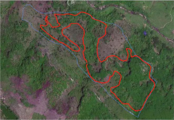 林业碳汇边界合规问题什么类型林业可以开发碳汇？(图4)